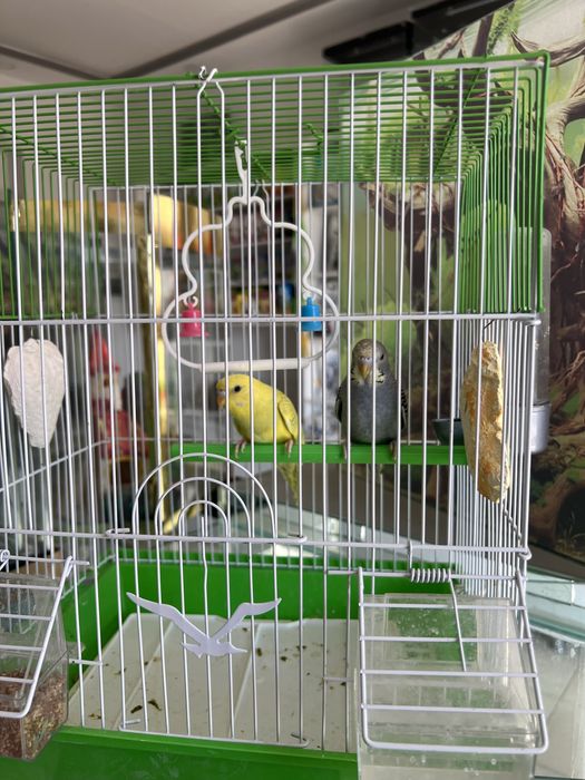 Sayroki papugaylar bitta para qafasi bn sotiladi