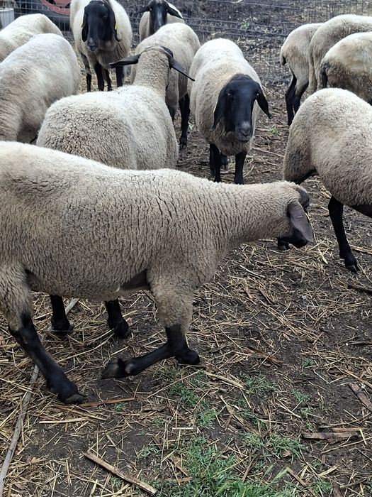 Oi sarbesti si carabase de vânzare