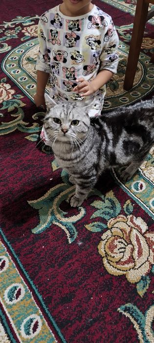 Кот на вяску самец