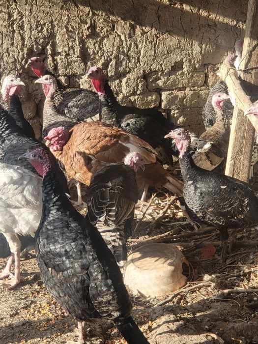 Индюки от 1 года до 7 месяцев