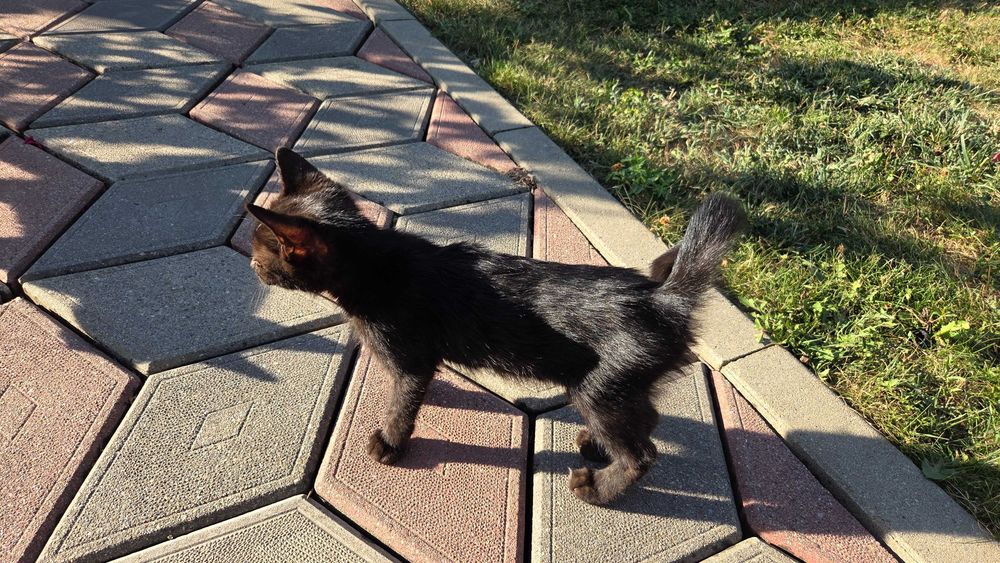 Spre adopție: 2 pui de pisică adorabili (~2 luni)