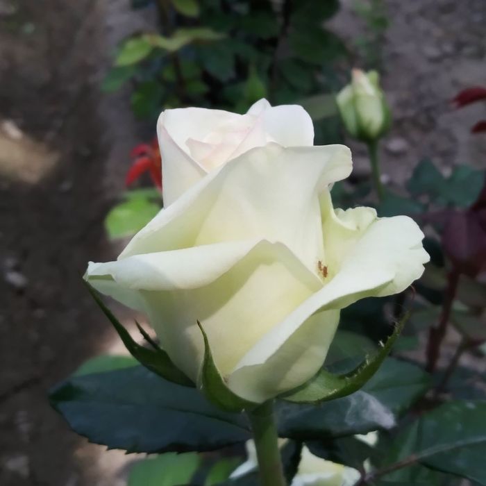 Atirgul ko'z ko'chatllariga zakaz olamiz Optom