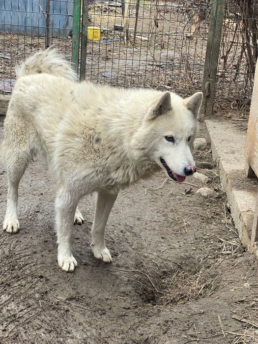 Ласковый пёс ищет дом