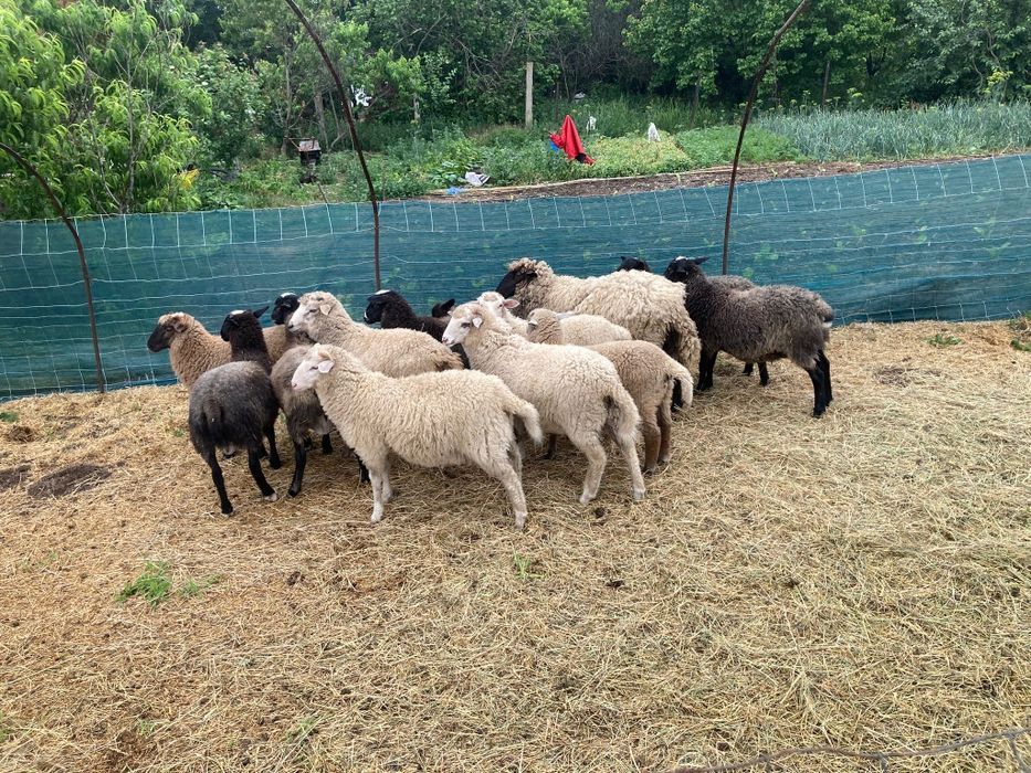 De vânzare berbecuți !