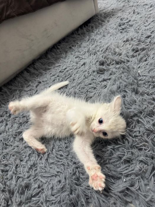 Отдадим бесплатно кошечку