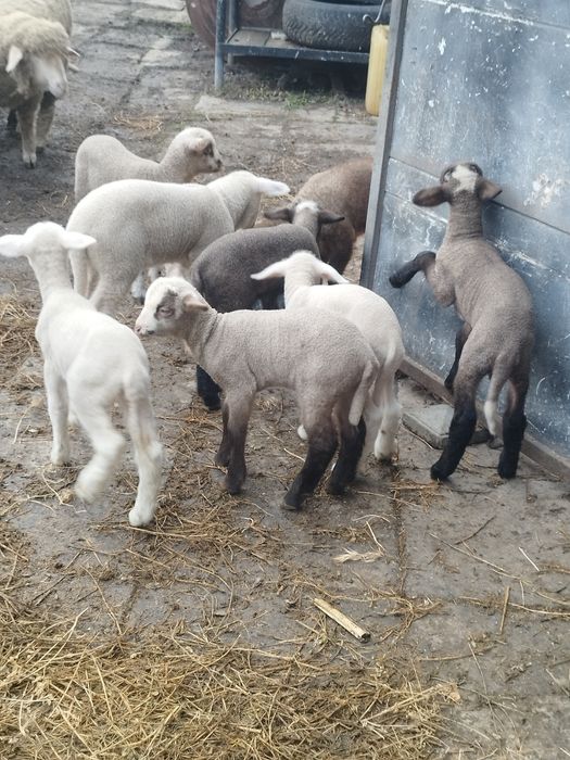 Oi cu mei și nutreț