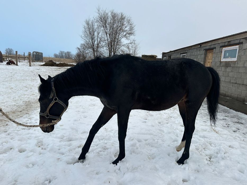 Продается чистокровный жеребец