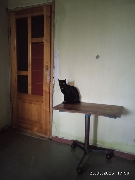 Продается красивая черная кошка 3.5 месяца.