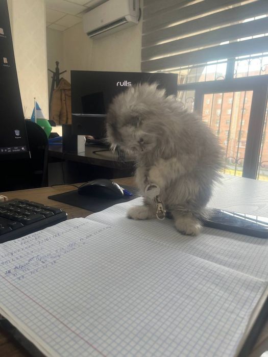 Heyland akras shinshilla 1mln800