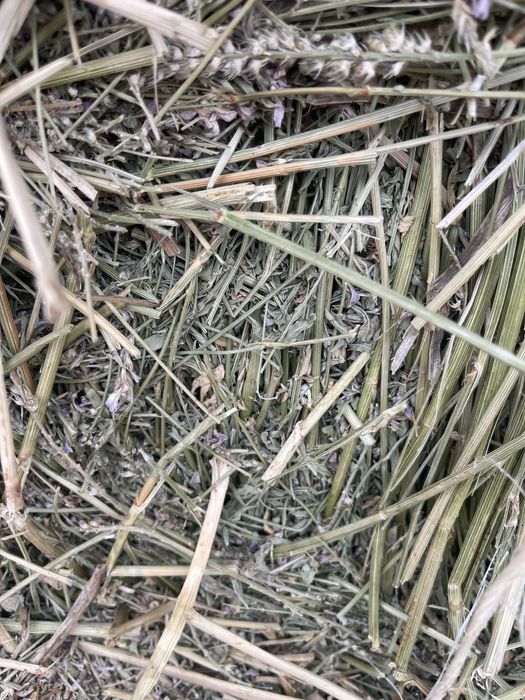 Сена  люцерна еспарцет клевер