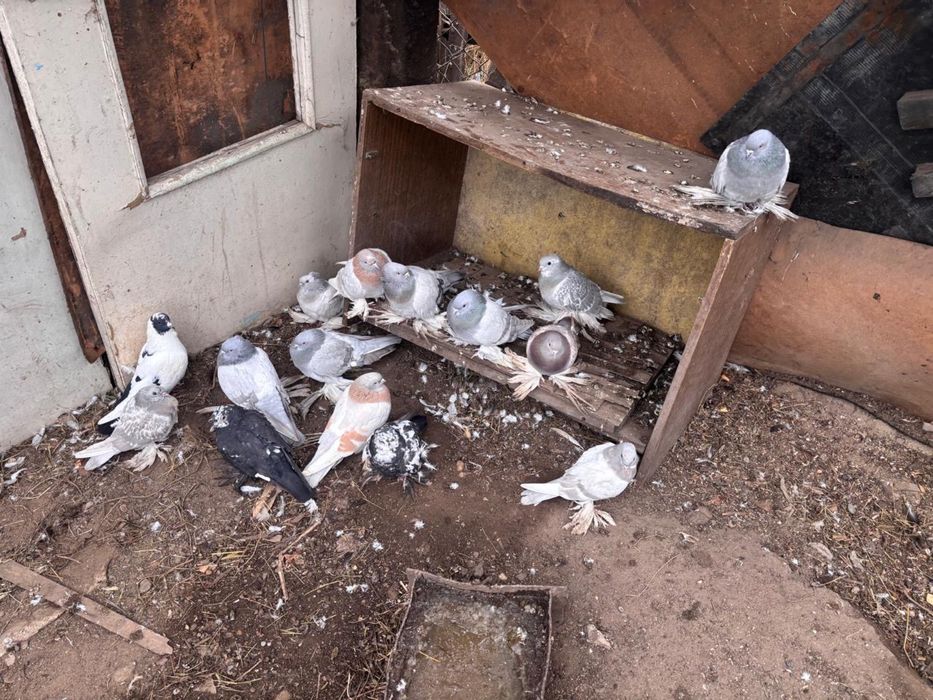 Голуби породистые