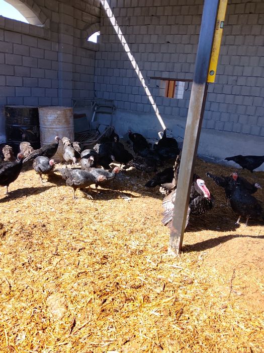 Ундуктер сатылады