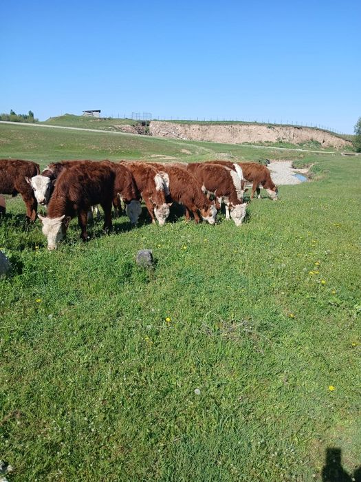 Ақ бастар бар сатылымда