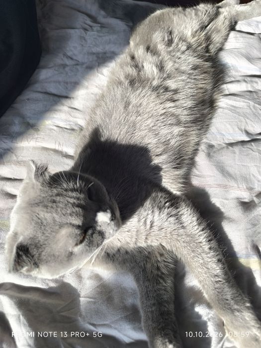 Котята вислоухие