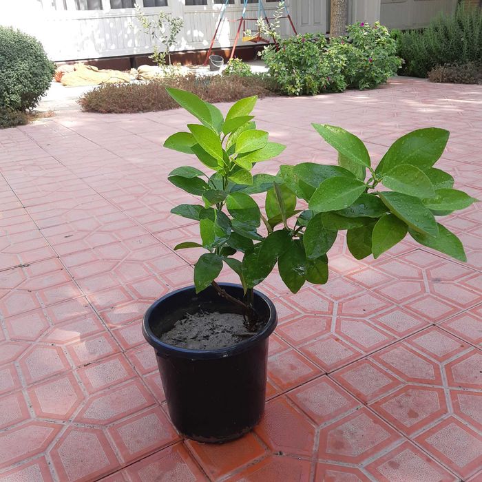 Кровавый Апельсин кучатлари сотилади