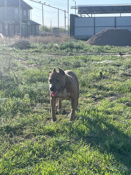 Пит продам или обмен