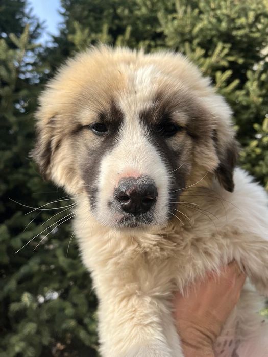 Отдам щенков в хорошие руки .