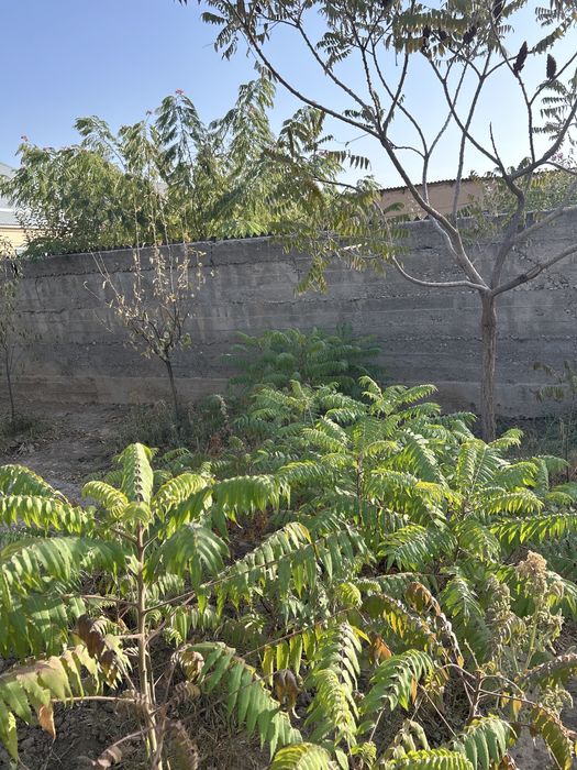 Айлант -сәнді қала ағашы