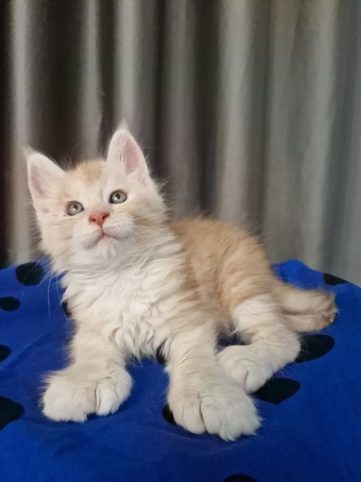 Мэйн Кун котенок