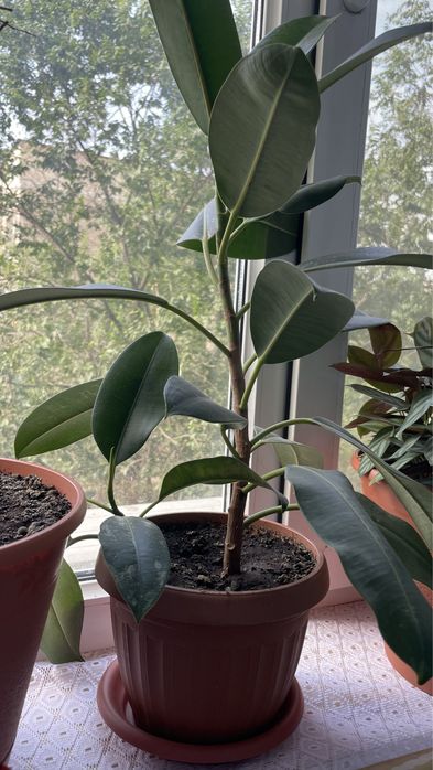 Фикус вместе с горшком