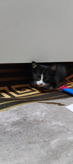 Одам котёнка в хорошие руки