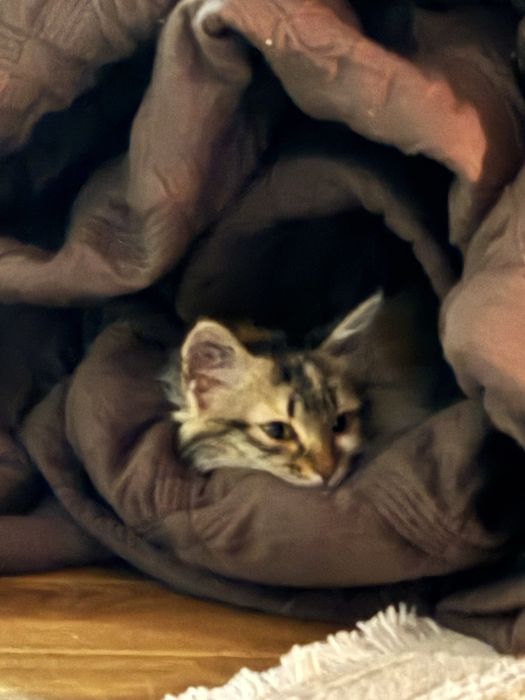 Котенок девочка в хорошие руки