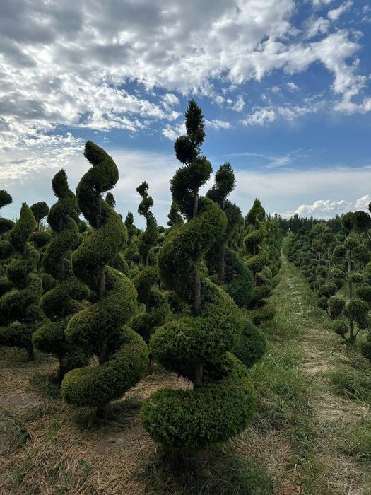 Манзарали Арча, Дарахтлар сотилади!