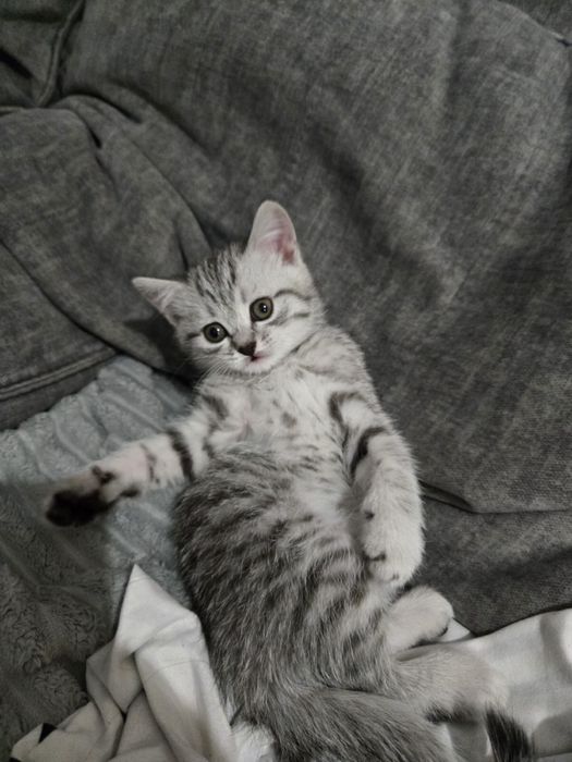 Чистокровный британский котенок девочка