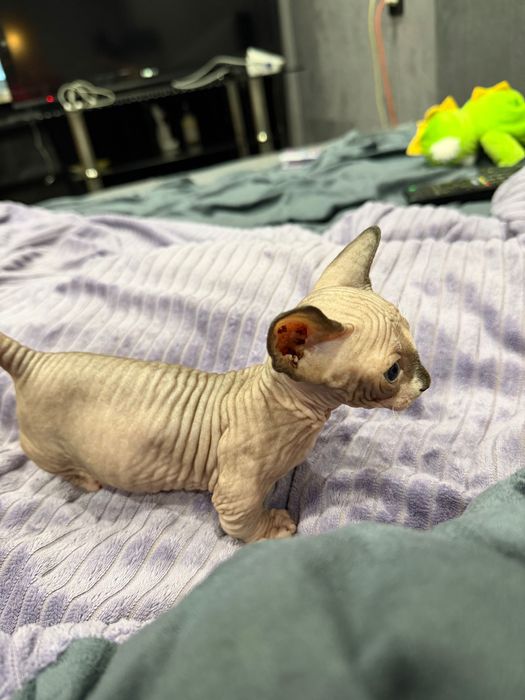 Котята очаровашки сфинкс бамбино