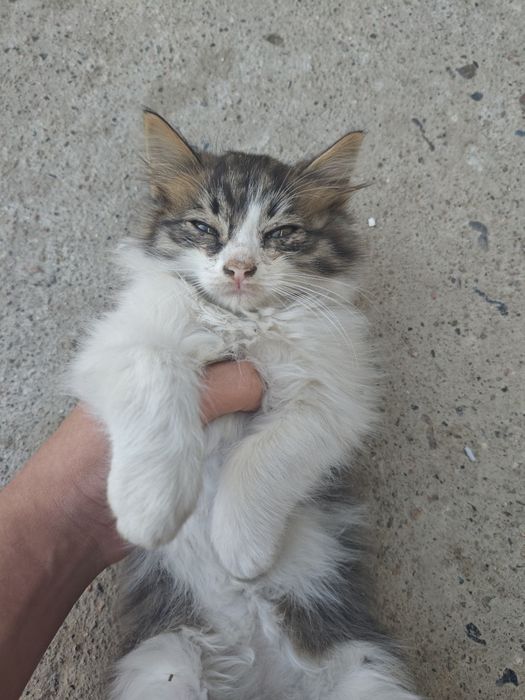 Отдам котят на хорошие руки