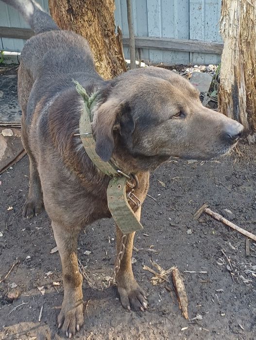 Лабрадор-ретривер