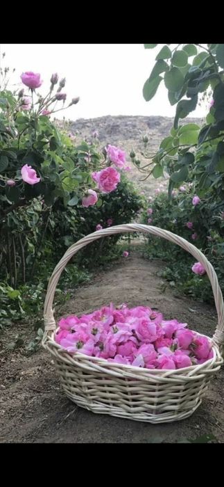 Prun Stanley Nuci Chandler Aluni Visin Castan.Afin duke.Ciresi>RO Tei