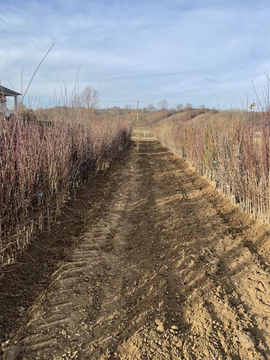 Pomi fructiferi Pepiniera Rad Dumitru