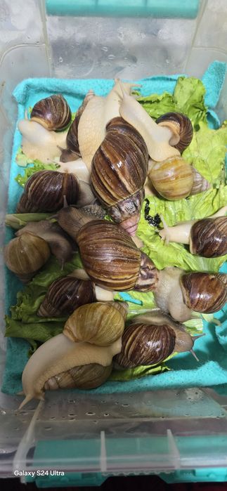 Соглом улиткалар