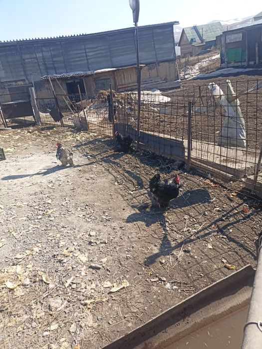 Продам петухов домашних