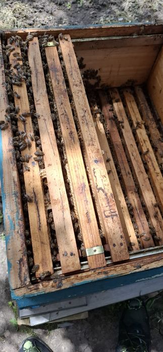 Натурален  пчелен мед