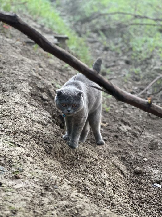 Mushuk sotiladi skotiw folt tozza