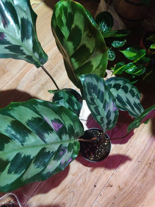 Продам комнатные цветы 500 т.и выше