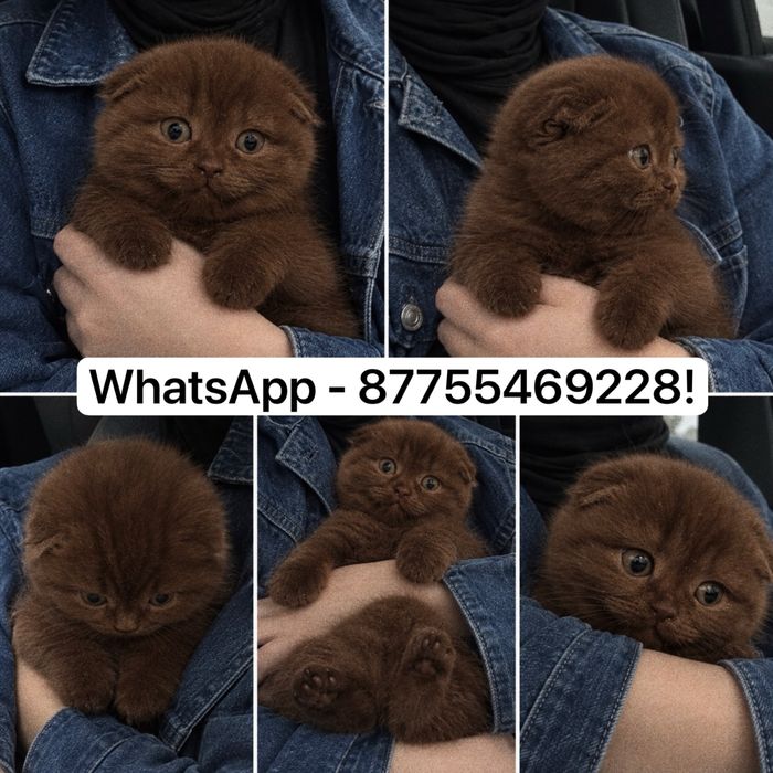 Скоттиш фолды! Продажа шотландских котят