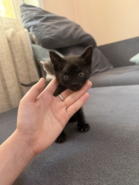 Котята бесплатно