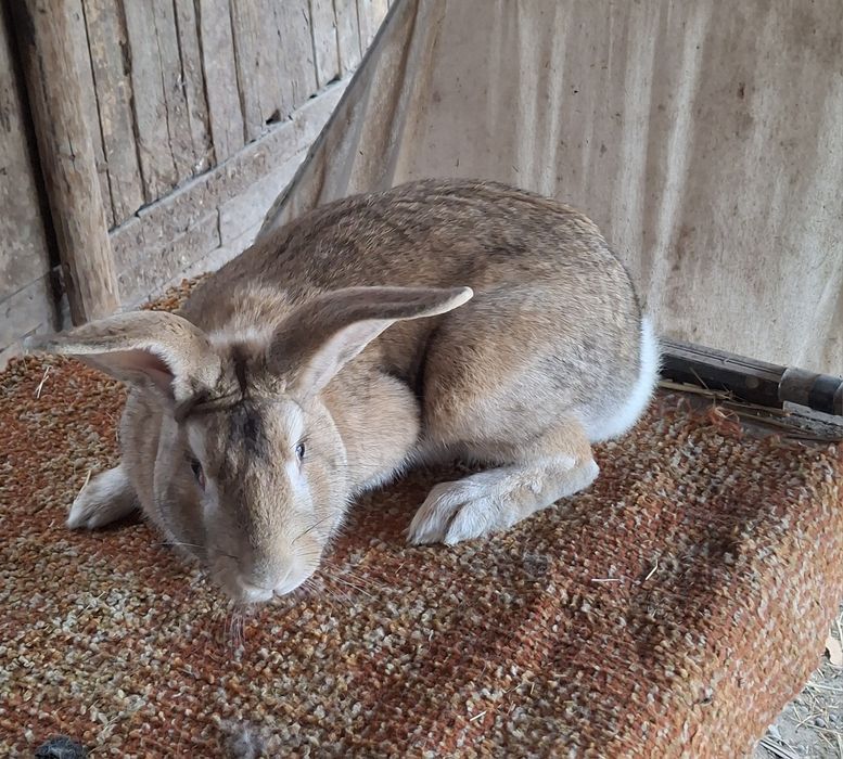 Великан куён сотилади