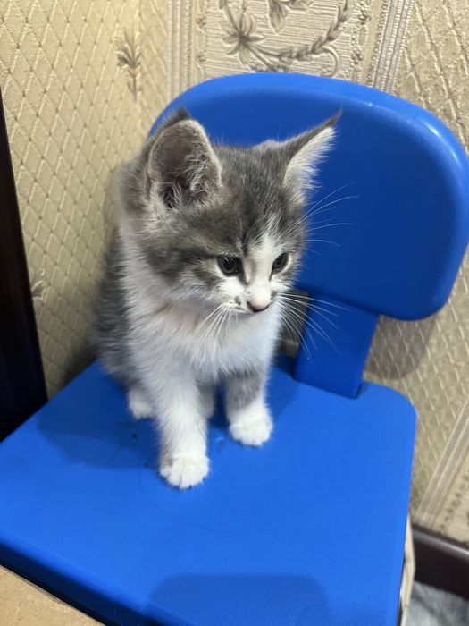 котенок, Норвежская лесная кошка