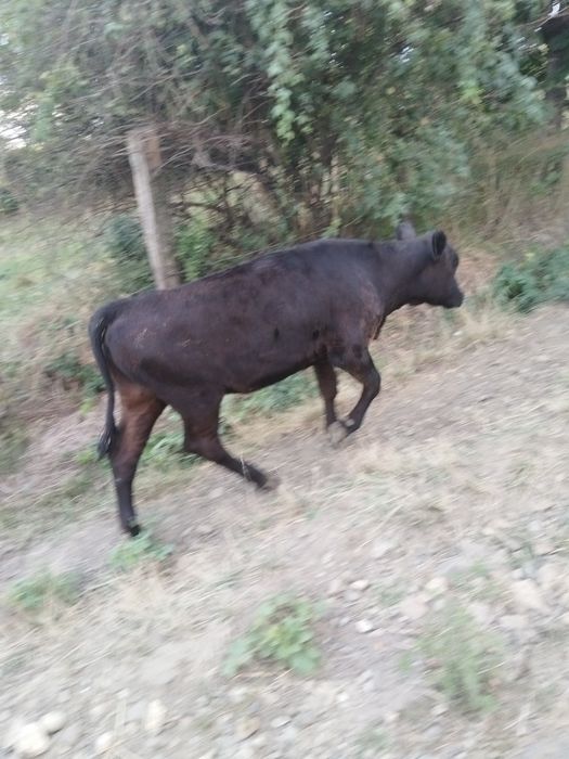 Vitica angus 7 luni