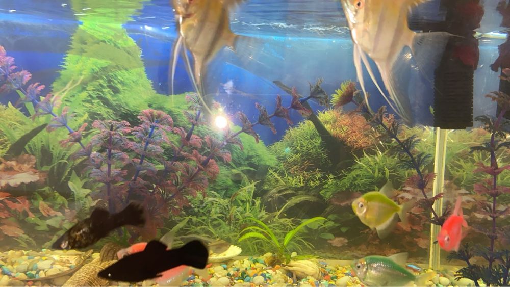 Аквариум с рыбками
