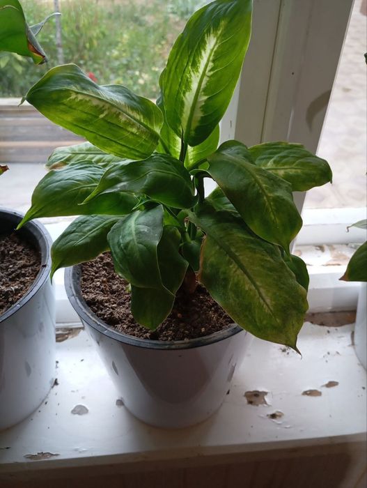 Домашние цветы...