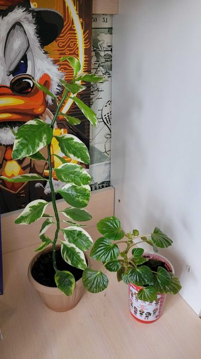 Продам герань,юкка,рео,кактус