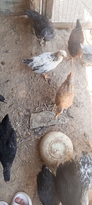 BRAMA Gibrid joʻjalari sotiladi