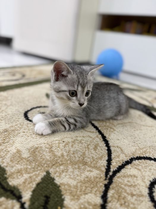 Отдам котенка в добрые руки!