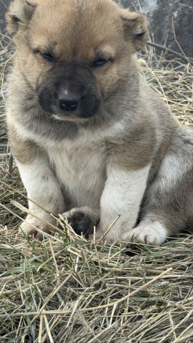 Щенок алабая девочка