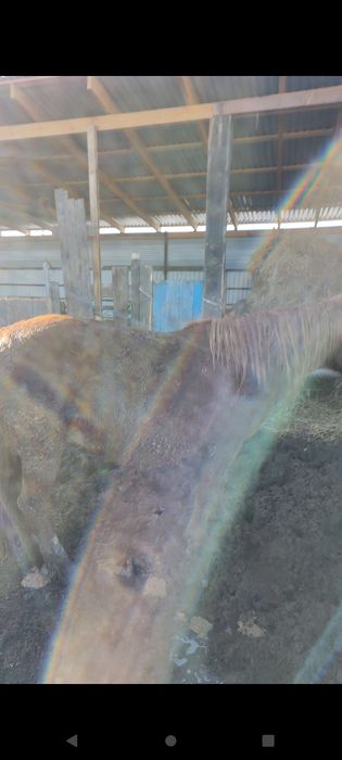 Соғымға жылқы .,